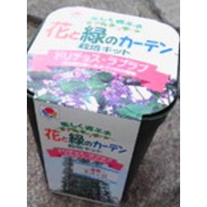 さあ、楽しく省エネ 花と緑のグリーンカーテン、今年は、早めにしませんか?!!!タキイ種苗 緑のカーテン ドリチョス・ラブラブ 10個(栽培キット・化粧箱なし)