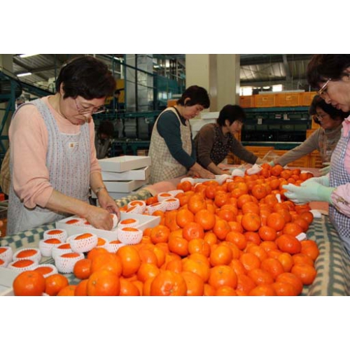 さあ、いま、旬!!呉市蒲刈町産または、愛媛県産 高級柑橘(かんきつ)アンコール 3Kg(約 15玉前後) 簡易化粧箱入り